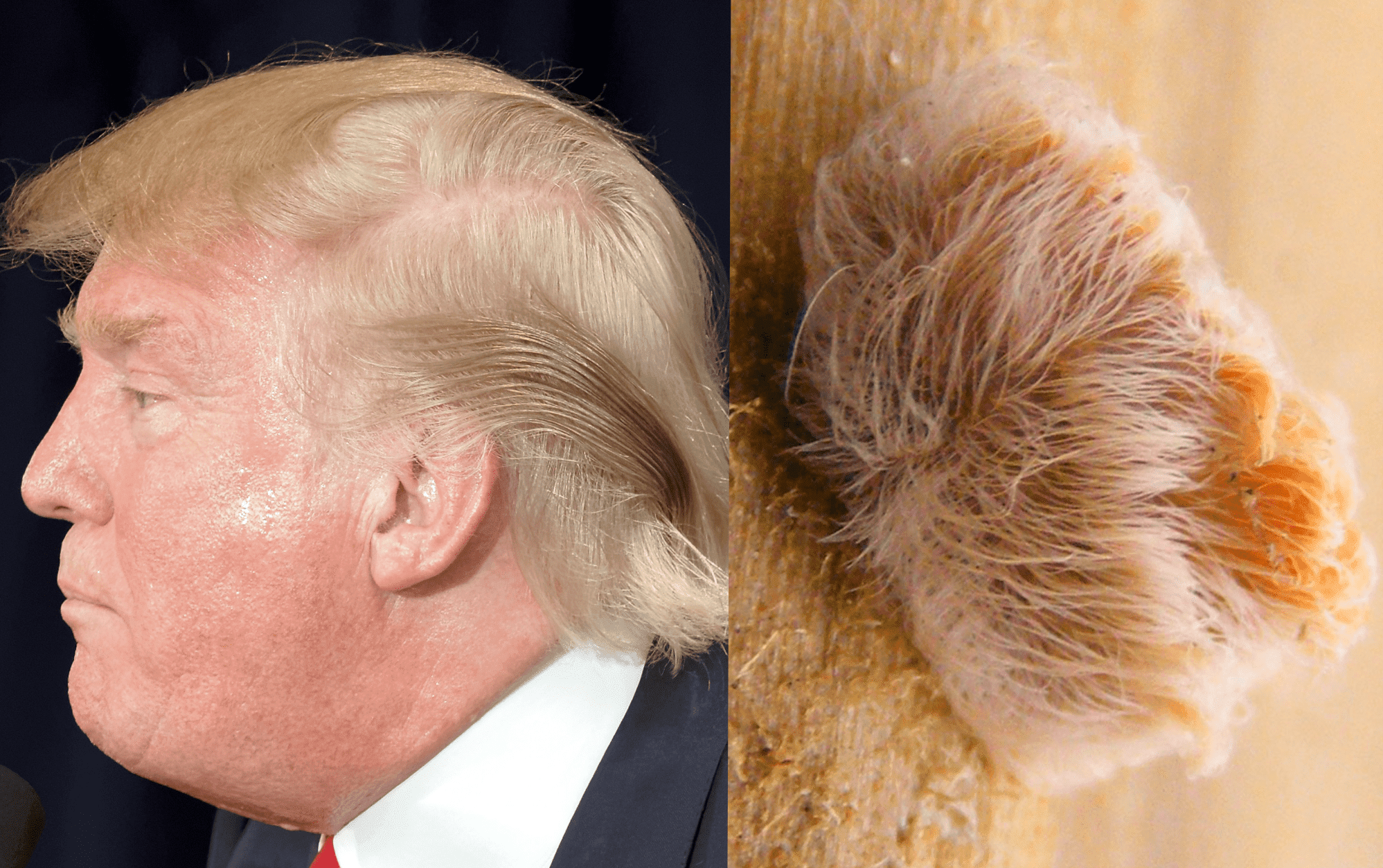 Puss Caterpillar And Trumpapillar, Like A Wig That Can Walk But Can't Touch