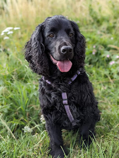 Boris the Black Cocker Spaniel sitting in long grass on the allotment facing the camera, he has his tongue out and is wearing a light purple harness to aid getting him in and out of the car when I drove him there for a change of scenery, his left front paw is raised slightly to avoid putting his full weight on it