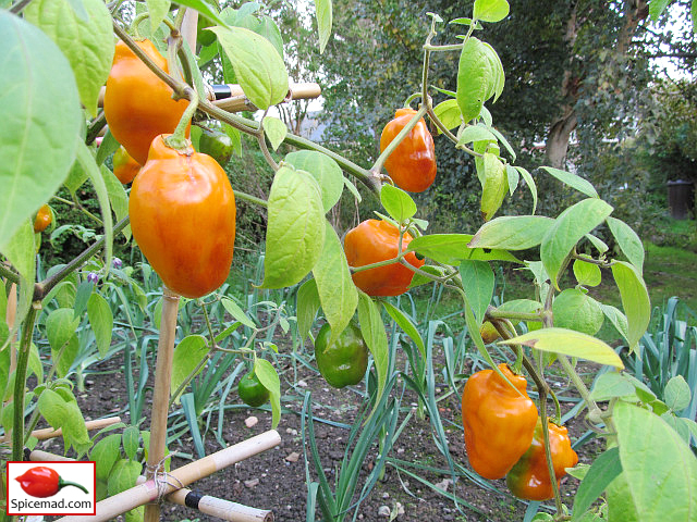 Guatemalan Orange Rocoto - 1st October 2023