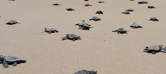 Mais de 10 mil filhotes de tartaruga nasceram em praias do sul da Bahia entre 2022 e 2023, aponta programa de monitoramento