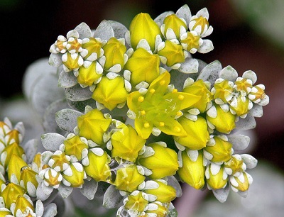 Sedum spathulifolium 'Cape Blanco'