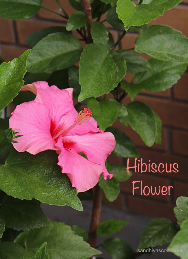 Hibiscus Flower