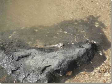 mudskipper