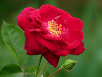 Rose Flower