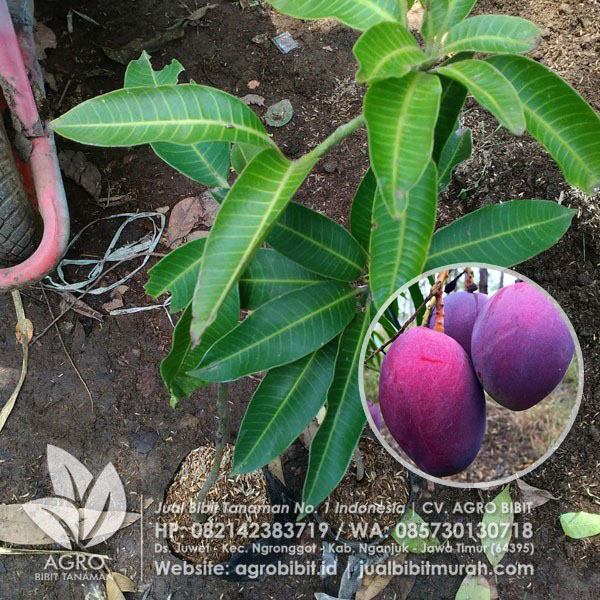 Jual Bibit Mangga Irwin/Mangga Ungu Murah