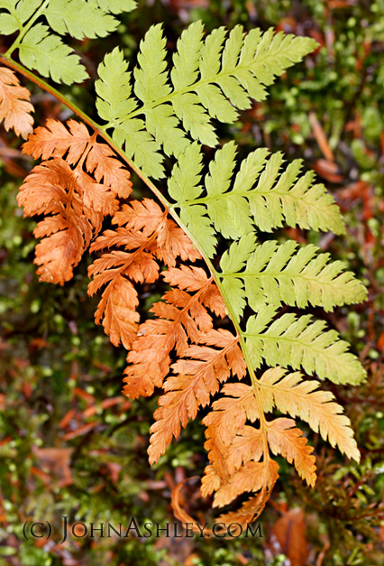 Fern leaf (c) John Ashley