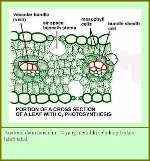 Khalimut's Blog: fotorespiration