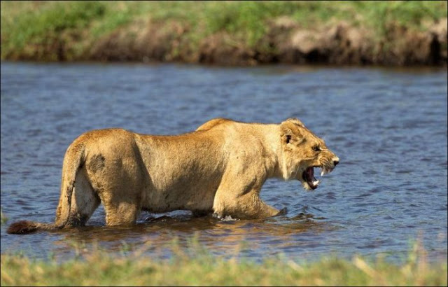 A mother lion fights a crocodile to protect her cubs, lion vs crocodile, animal fights