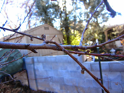 Broken Branches on a Peach Tree