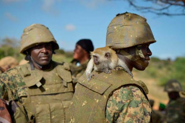 Осиротевшая обезьяна, усыновленная силами Африканского союза.