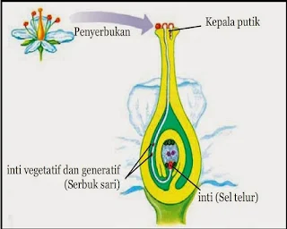 reproduksi secara kawin