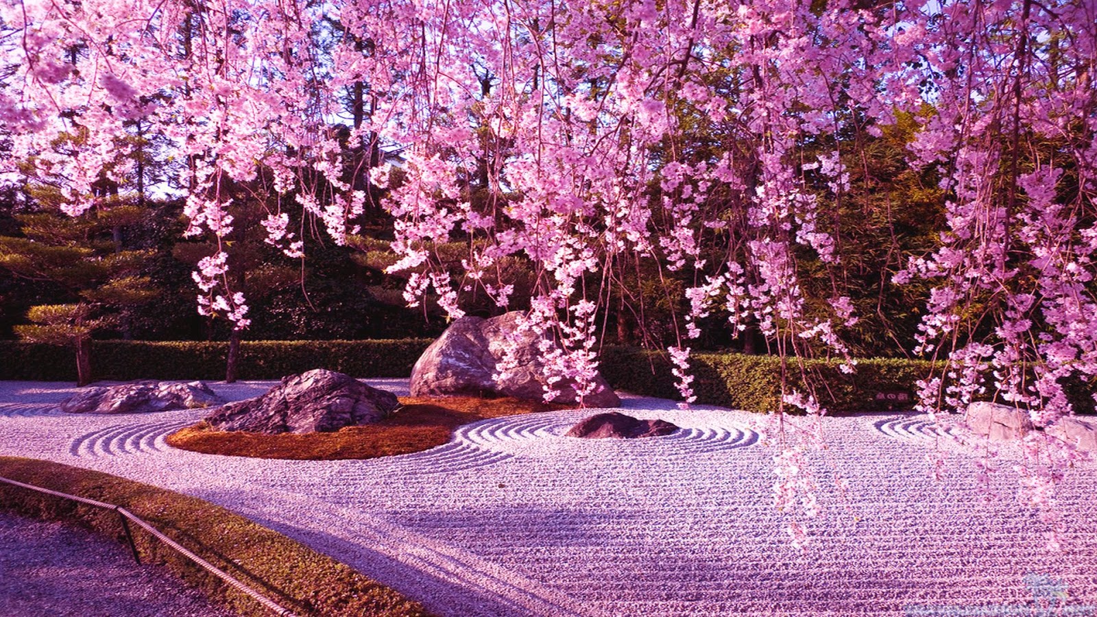 Japanese Cherry Blossom Garden Wallpaperhttprefreshroseblogspot 