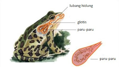  Alat  Pernapasan  pada Hewan  Dunia Biologi