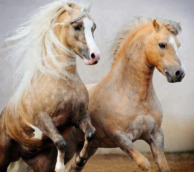 صور أحصنة صور أحصنة