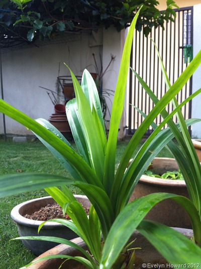 Pandan