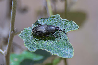 picudo-negro-del-agave-scyphophorus-acupunctatus-