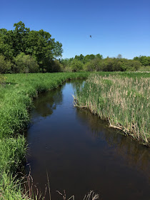 Sunrise River, some of Minnesota's floodplains and wetlands