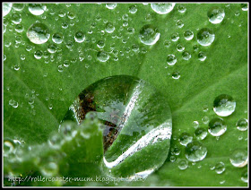 Alchemilla Mollis