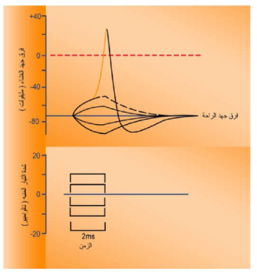 التغير الذي يطرأ على جهد الغشاء عند تنبيه الخلية بتيار لمدة 2 مليثانية. لاحظ التدرج في مقدار فرق جهد الغشاء حسب شدة تيار التنبيه.