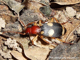 Bombardier Beetle