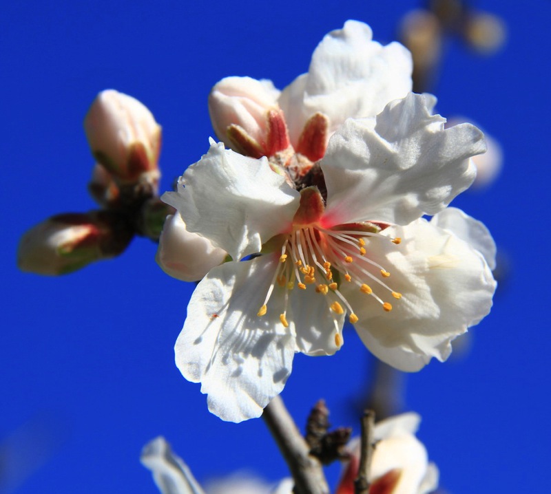 Mandorlo in fiore