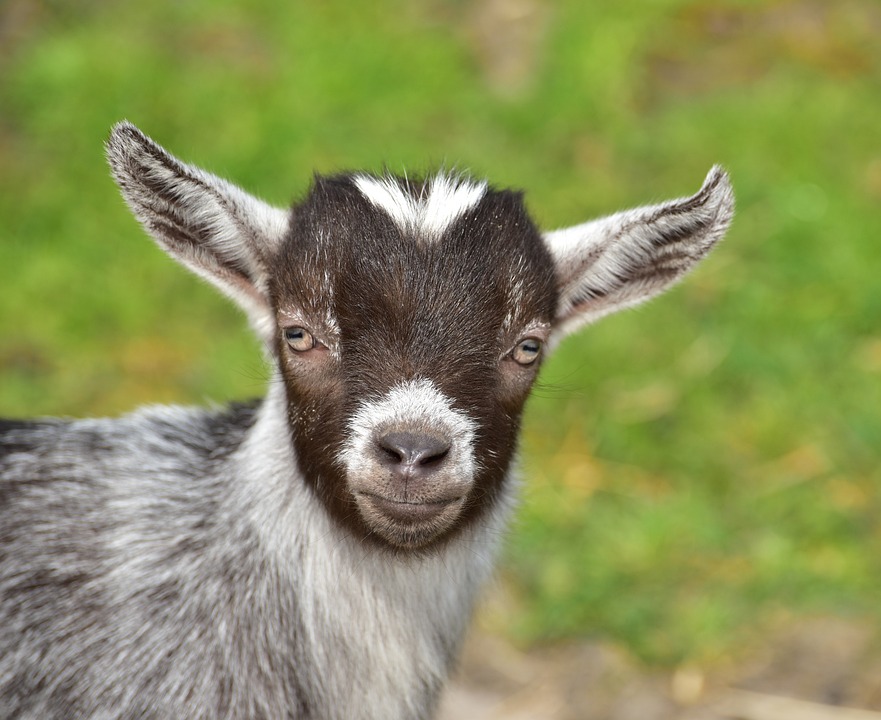 a pet goat