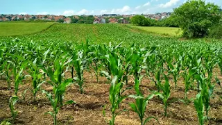 Agricultural Business Opportunities in Nigeria