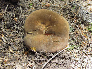 Neoboletus erythropus IMG6327