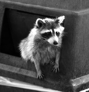 By Raccoon_getting_in_trouble.jpg: Steve from washington, dc, usaderivative work: Racconish (talk) - Raccoon_getting_in_trouble.jpg, CC BY-SA 2.0, https://commons.wikimedia.org/w/index.php?curid=12372806