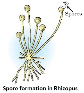 CBSE Class 10 Science Chapter 8 How Do Organisms Reproduce Notes