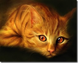 gatos rubios- buscoimagenes (11)