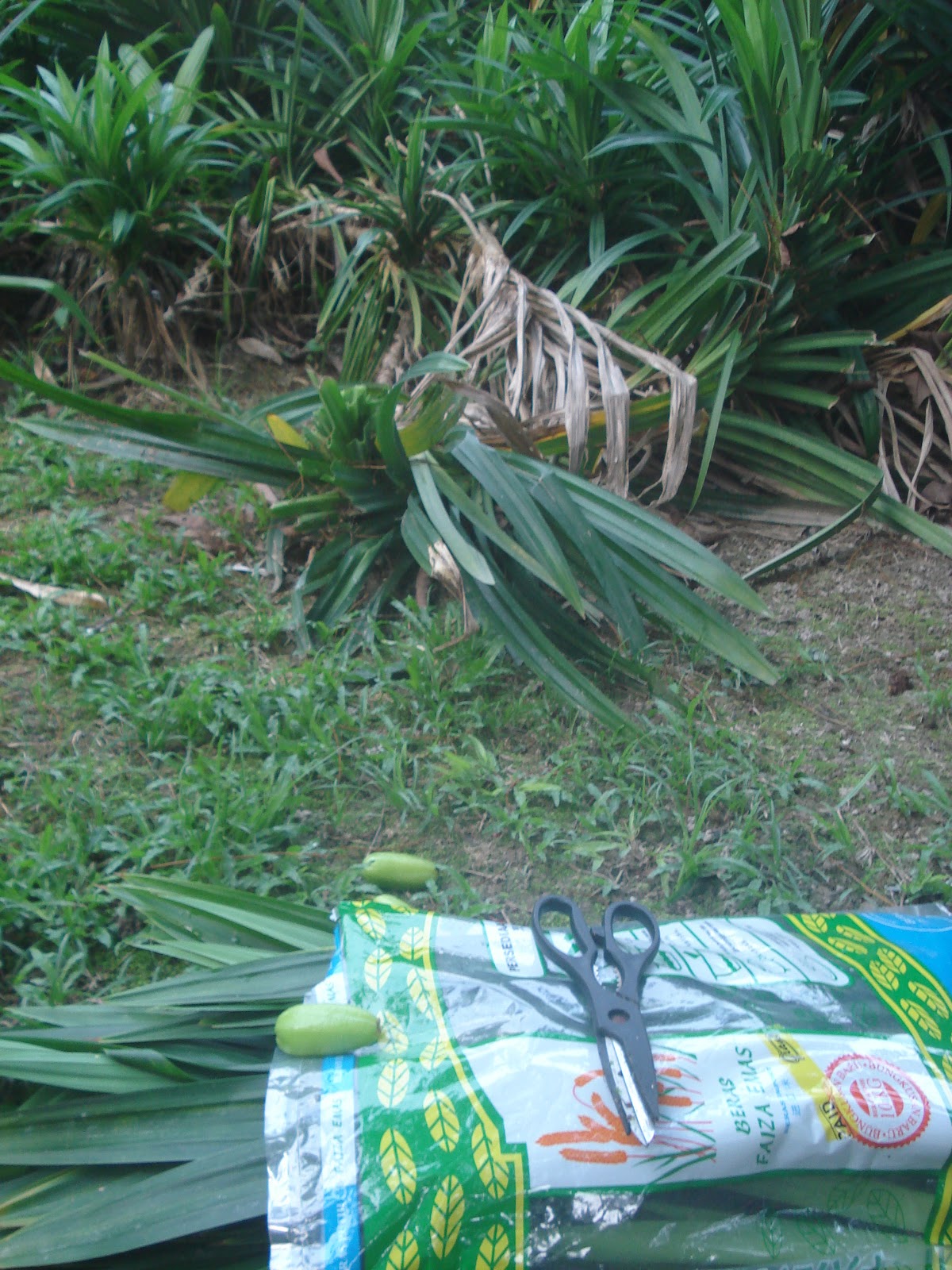 Pokok Belimbing Buluh & Pokok Pandan ~ Nshafeareen®