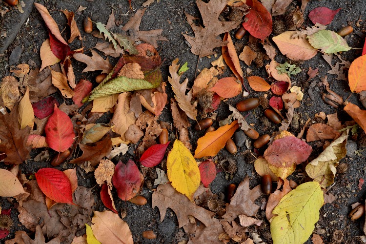 nyc fall, new york city fall, autumn, chelsea, colorful leaves, fall colors, central park