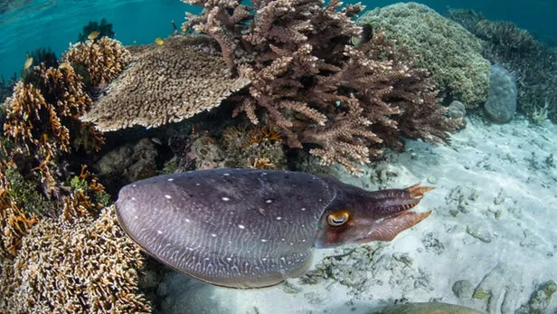 How did the cuttlefish become a master of camouflage?