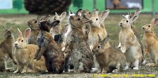 Army of rabbits attacks carrots!