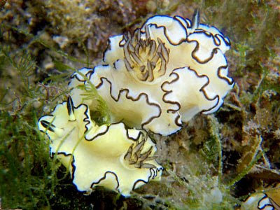 Black-margined Nudibranchs (Glossodoris atromarginata)