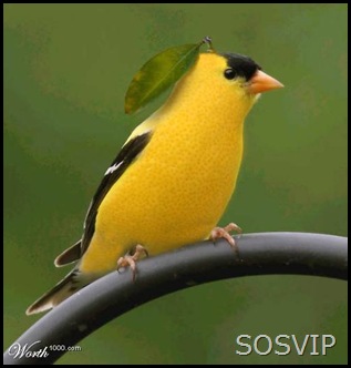 Animais photoshop (25)
