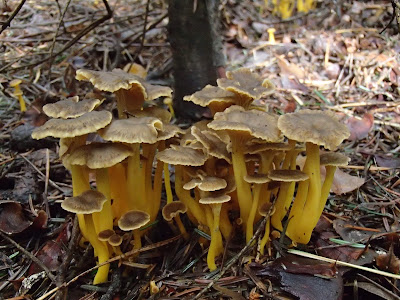 grzyby 2017, grzyby we wrześniu, grzyby w okolicach Krakowa, lejkowiec dęte Craterellus cornucopioides, pieprzniki trąbkowe Cantharellus tubaeformis, muchomor czerwony Amanita muscaria, rulik nadrzewny [groniasty] (Lycogala epidendrum), Ascocoryne sarcoides galaretnica mięsista, próchnilec gałęzisty Xylaria hypoxylon, piestrzyca kędzierzawa Helvella crispa, gasowka-fioletowawa-Lepista-nuda, podgrzybek-brunatny Boletus-badius, gołąbek modrożółty Russula cyanoxantha, muchomor-czerwieniejacy Amanita-rubescens,  