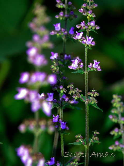 Isodon japonicus