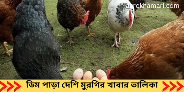 ডিম পাড়া দেশি মুরগির খাবার তালিকা