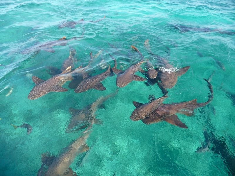 shark-ray-alley-3 shark-ray-alley-3