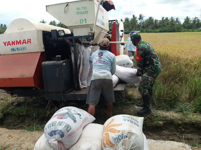 Koramil Wahai Dampingi Petani di Samal Panen Padi Menggunakan Mesin Modern.lelemuku.com.jpg