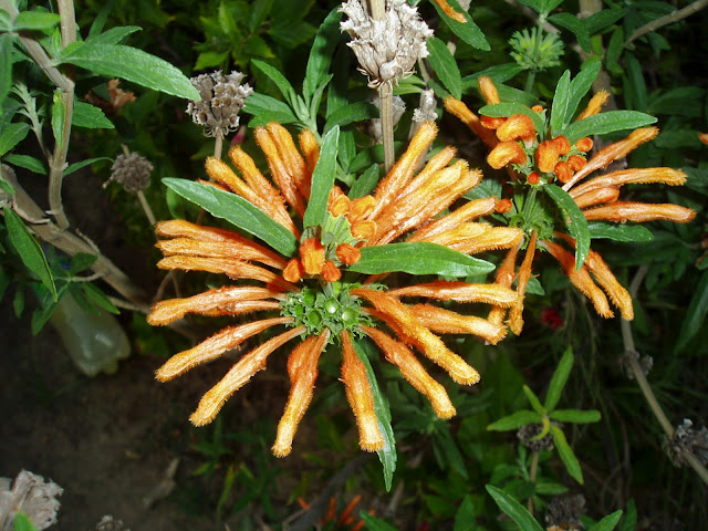 OREJA DE LEÓN: Leonotis leonurus