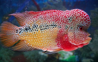 ikan louhan