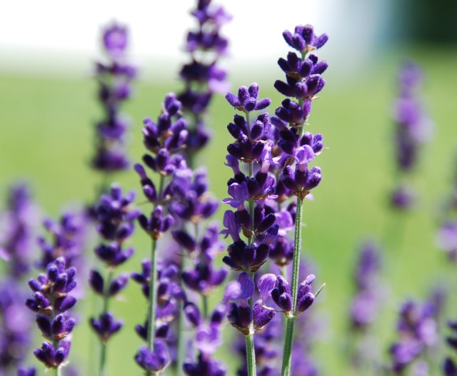 Amethyst Lavender Gin Tastes like this Looks - pure and subtle