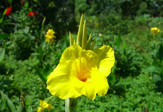 Canna Flowers Pictures