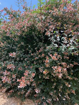 Cet arbuste est un Abelia. Perenne, il ne demande aucun soin, fleurit puis devient rouge-ocre