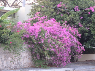 bougainvillea in bloom