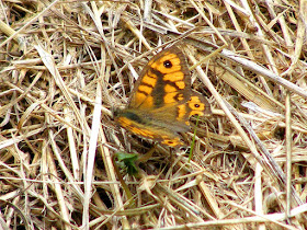 Male Wall butterfly Lasiommata megera. Indre et Loire. France. Photo by Loire Valley Time Travel.