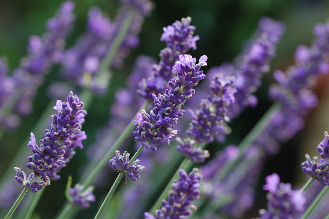 Lavendel Olympia.